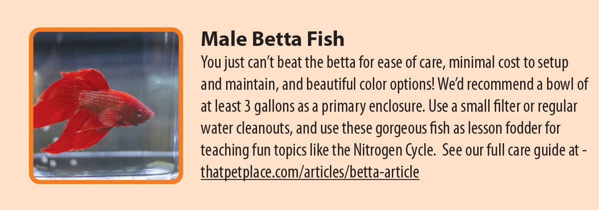 Male Betta Fish